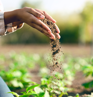 Hand sowing pulses over a field